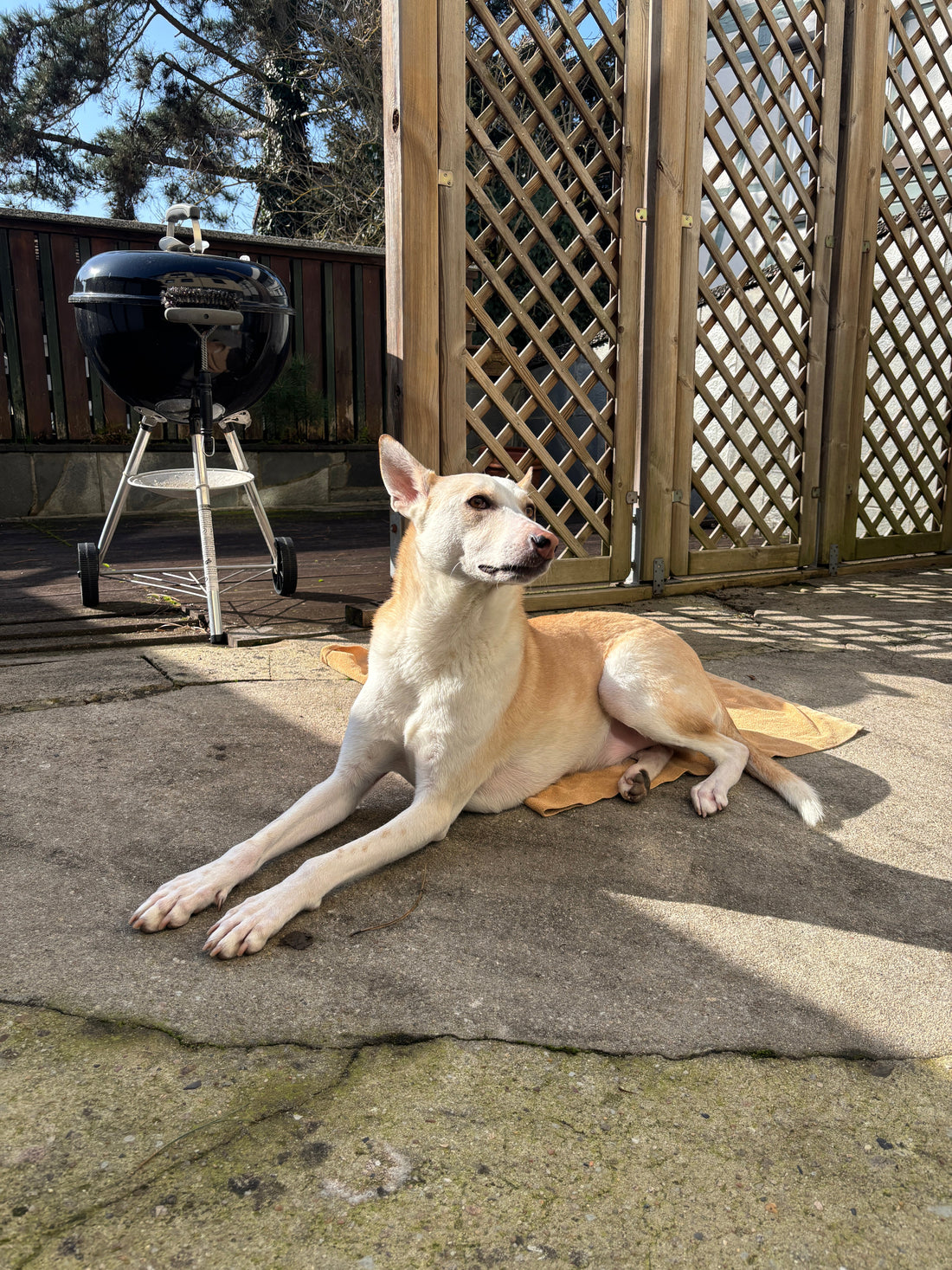 Warum zieht mein Hund an der Leine? Ursachen & Tipps für entspanntere Spaziergänge
