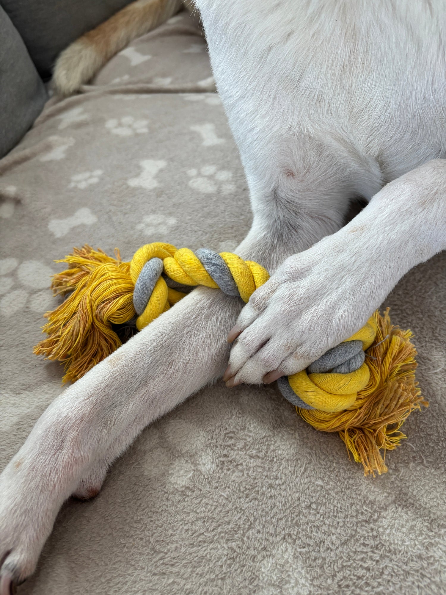 Spielzeug für Hunde