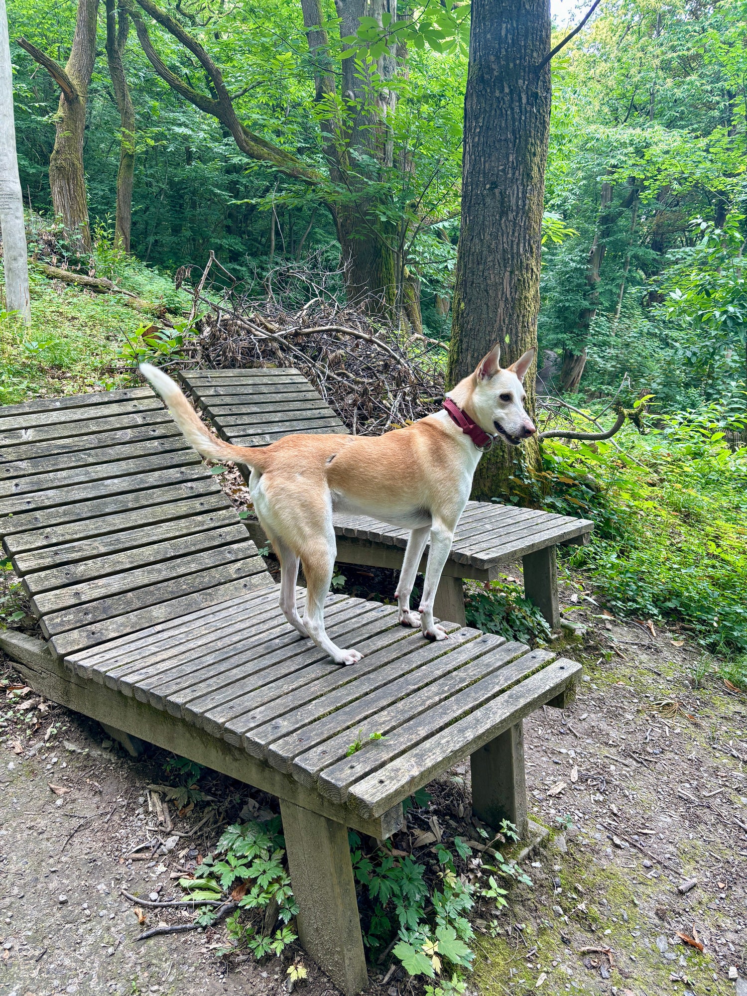 Hunde Outdoor Zubehör