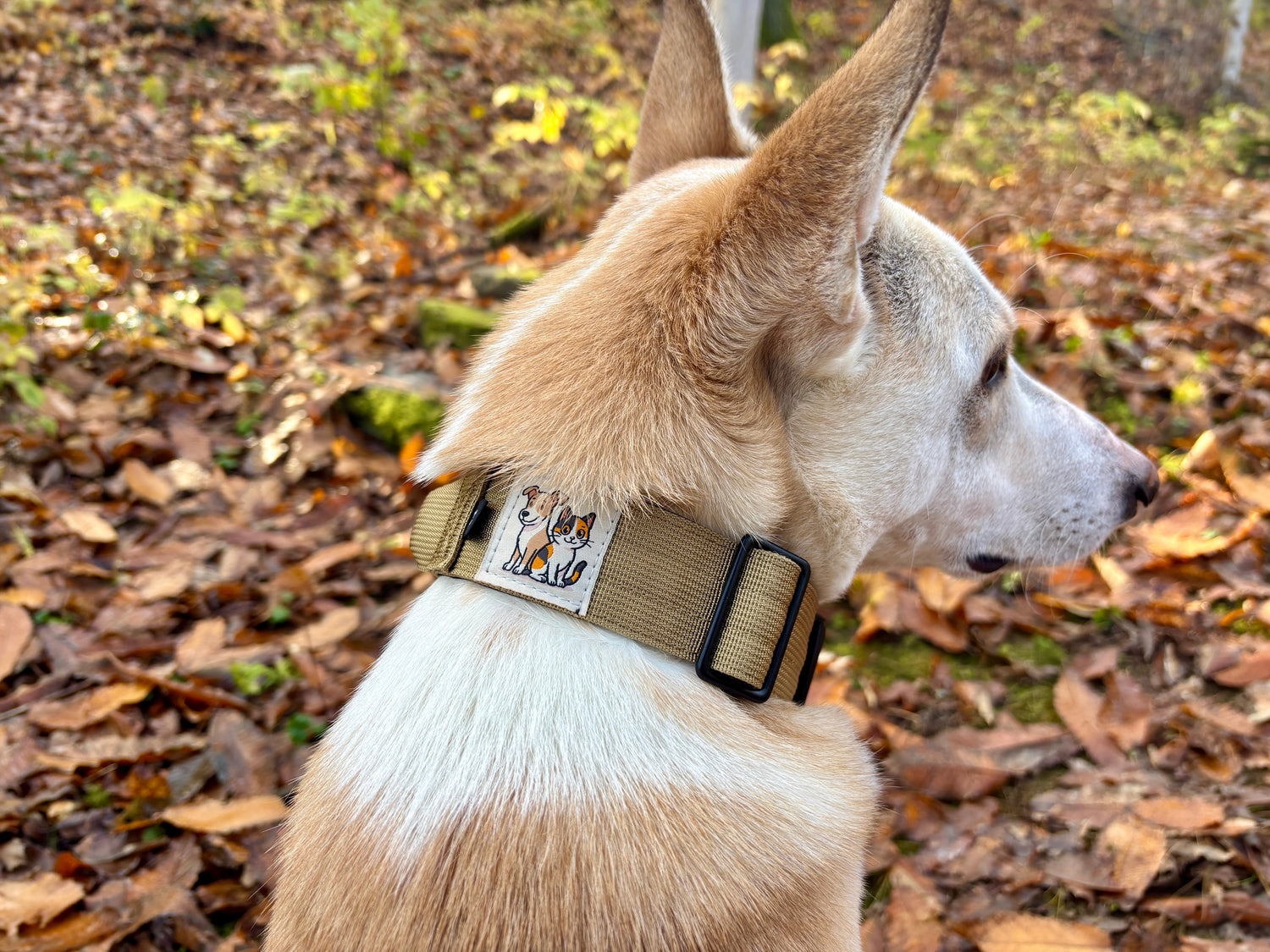 Hochwertige Hundehalsbänder