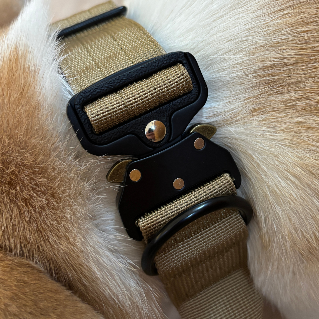 Robustes Nylon-Metall-Halsband mit dem Original Paw Lounge Logo