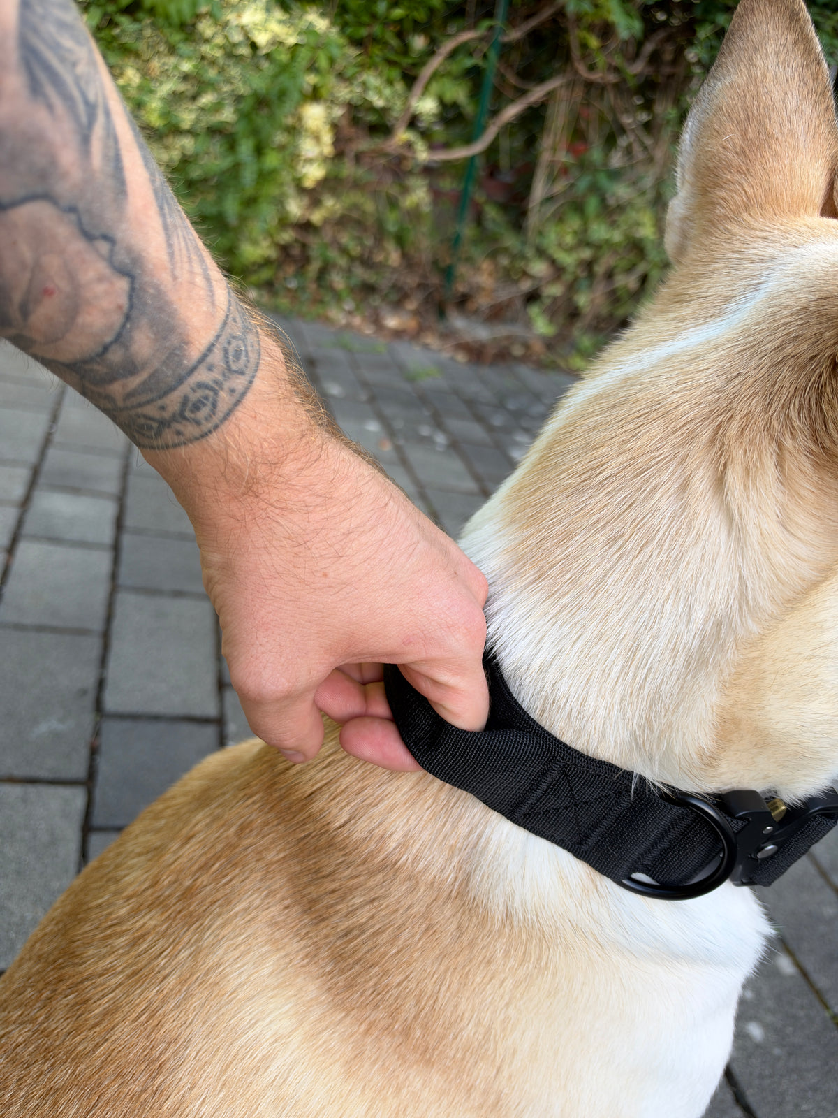 Robustes Nylon-Aluminium-Halsband mit dem Original Paw Lounge Logo (M/L)