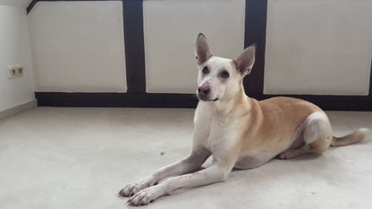 Paw Lounge Baumwoll-Spielzeug – Robust, zahnpflegend & ideal zum Spielen