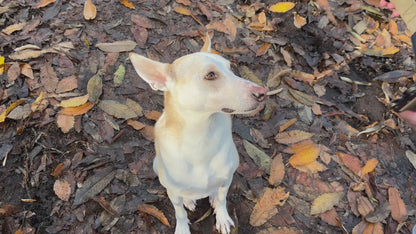 Robustes Nylon-Metall-Halsband mit dem Original Paw Lounge Logo